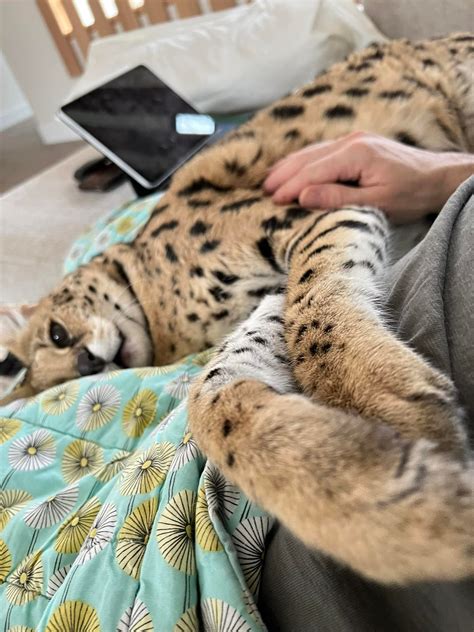 facebook chloe the serval